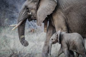 Il momento perfetto per un safari in Tanzania: Scopri il periodo migliore per avventurarti nella selvaggia bellezza africana